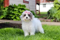 Halo, a female Cavapoo for sale in Fredericksburg, OH – 4 of 4