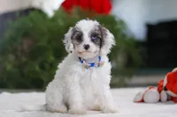 Halo, a female Cavapoo for sale in Fredericksburg, OH – Photo 2 of 4