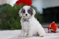 Halo, a female Cavapoo for sale in Fredericksburg, OH – Photo 3 of 4