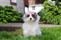 Halo, a female Cavapoo for sale in Fredericksburg, OH – 1 of 4