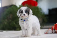 Halo, a female Cavapoo for sale in Fredericksburg, OH – Photo 4 of 4