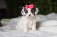 Halo, a female Cavapoo for sale in Fredericksburg, OH – Photo 5 of 5