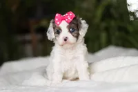 Halo, a female Cavapoo for sale in Fredericksburg, OH – Photo 2 of 5