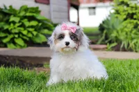 Halo, a female Cavapoo for sale in Fredericksburg, OH – 2 of 4