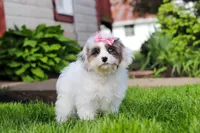 Halo, a female Cavapoo for sale in Fredericksburg, OH – 3 of 4
