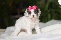 Halo, a female Cavapoo for sale in Fredericksburg, OH – Photo 4 of 5