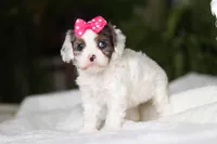 Halo, a female Cavapoo for sale in Fredericksburg, OH – Photo 3 of 5