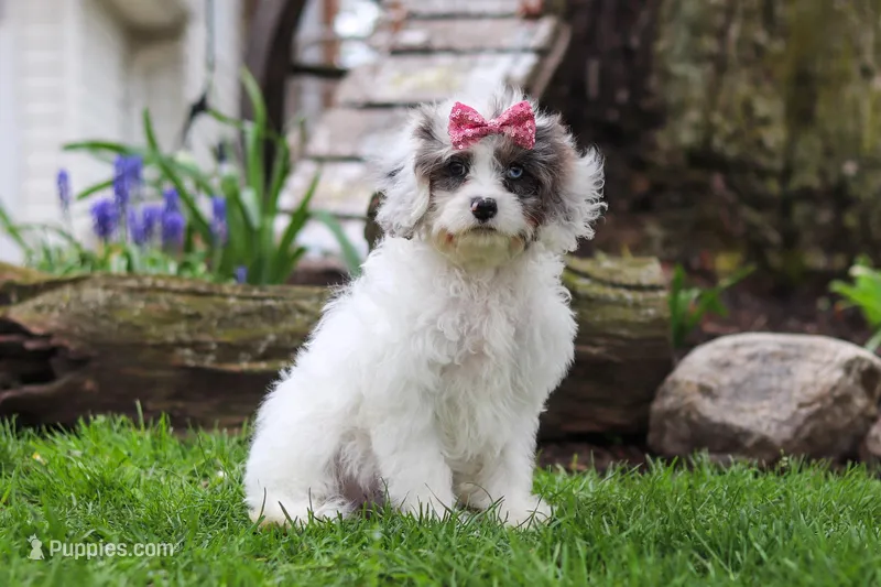 Halo – Cavapoo puppy for sale in Fredericksburg, OH