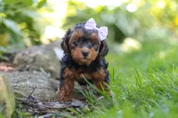 Ariel, a female Yorkipoo for sale in Fredericksburg, OH – 8 of 9