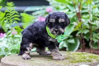 Spike, a male Yorkipoo for sale in Fredericksburg, OH – 5 of 6