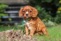 Rusty, a male Cavalier King Charles Spaniel for sale in Fredericksburg, OH – 2 of 6