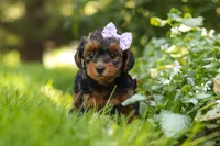 Ariel, a female Yorkipoo for sale in Fredericksburg, OH – 3 of 9