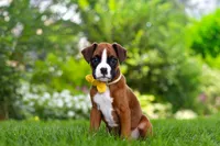 Scooter, a male Boxer for sale in Fredericksburg, OH – 2 of 10