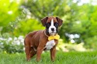 Scooter, a male Boxer for sale in Fredericksburg, OH – 4 of 10
