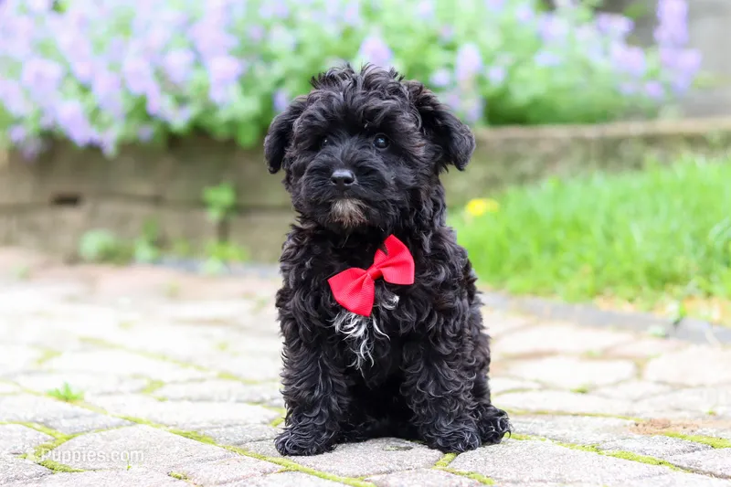 Pat – Yorkipoo puppy for sale in Fredericksburg, OH