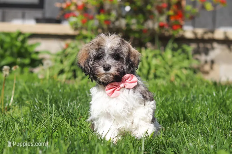 Susie – Havanese puppy for sale in Fredericksburg, OH