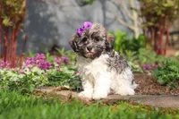 Susie, a female Havanese for sale in Fredericksburg, OH – Photo 4 of 5