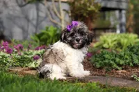 Susie, a female Havanese for sale in Fredericksburg, OH – Photo 3 of 5