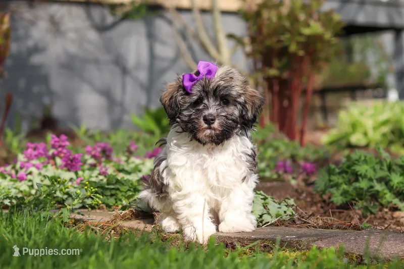 Susie – Havanese puppy for sale in Fredericksburg, OH