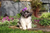 Susie, a female Havanese for sale in Fredericksburg, OH – Photo 1 of 5
