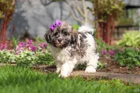 Susie, a female Havanese for sale in Fredericksburg, OH – Photo 5 of 5