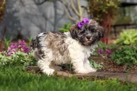Susie, a female Havanese for sale in Fredericksburg, OH – Photo 2 of 5