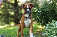 Annie, a female Boxer for sale in Fredericksburg, OH – 5 of 10