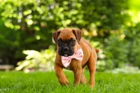 Lily, a female Boxer for sale in Fredericksburg, OH – 3 of 9