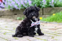 Buster, a male Yorkipoo for sale in Fredericksburg, OH – 4 of 5