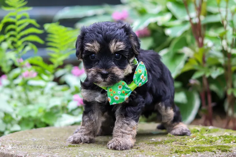 Spike, a male Yorkipoo for sale in Fredericksburg, OH – 1 of 6