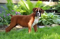 Kian, a male Boxer for sale in Fredericksburg, OH – 5 of 5