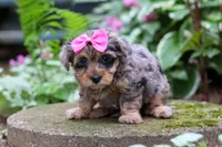 Roxann, a female Yorkipoo for sale in Fredericksburg, OH – 4 of 6