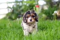 Fury, a male Cavapoo for sale in Fredericksburg, OH – Photo 4 of 5