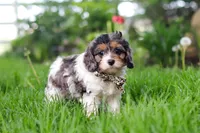 Fury, a male Cavapoo for sale in Fredericksburg, OH – Photo 2 of 5