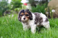 Fury, a male Cavapoo for sale in Fredericksburg, OH – Photo 3 of 5