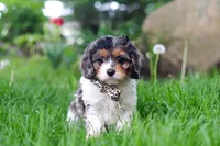 Fury, a male Cavapoo for sale in Fredericksburg, OH – Photo 5 of 5