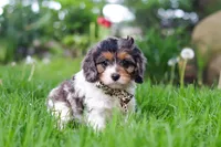 Fury, a male Cavapoo for sale in Fredericksburg, OH – Photo 1 of 5