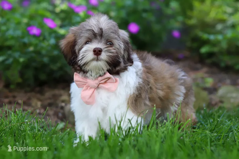 Honey – Havanese puppy for sale in Fredericksburg, OH