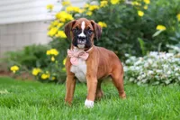 Annie, a female Boxer for sale in Fredericksburg, OH – 3 of 5