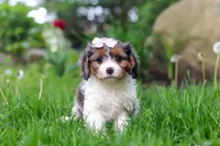 Bella, a female Cavapoo for sale in Fredericksburg, OH – Photo 2 of 6