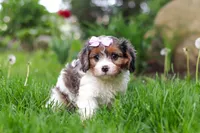 Bella, a female Cavapoo for sale in Fredericksburg, OH – Photo 1 of 6