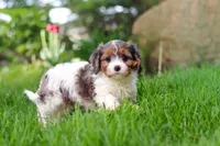 Bella, a female Cavapoo for sale in Fredericksburg, OH – Photo 5 of 6