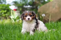 Bella, a female Cavapoo for sale in Fredericksburg, OH – Photo 4 of 6