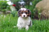 Bella, a female Cavapoo for sale in Fredericksburg, OH – Photo 3 of 6