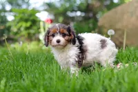 Bella, a female Cavapoo for sale in Fredericksburg, OH – Photo 6 of 6