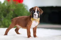 Kian, a male Boxer for sale in Fredericksburg, OH – Photo 6 of 6