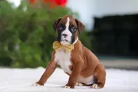 Kian, a male Boxer for sale in Fredericksburg, OH – Photo 2 of 6