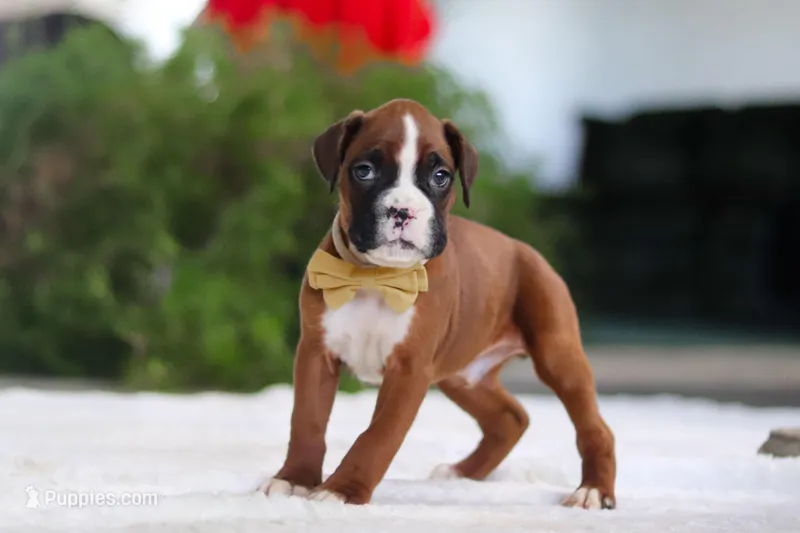 Kian, a male Boxer for sale in Fredericksburg, OH – Photo 1 of 6