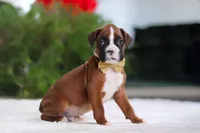 Kian, a male Boxer for sale in Fredericksburg, OH – Photo 4 of 6