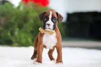 Kian, a male Boxer for sale in Fredericksburg, OH – Photo 5 of 6